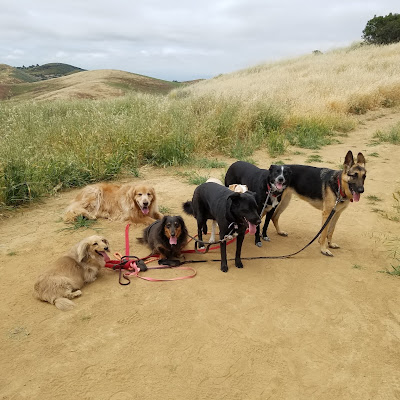 Camping Guide A DOG'S LIFE dog walking and pet sitting in Camarillo CA